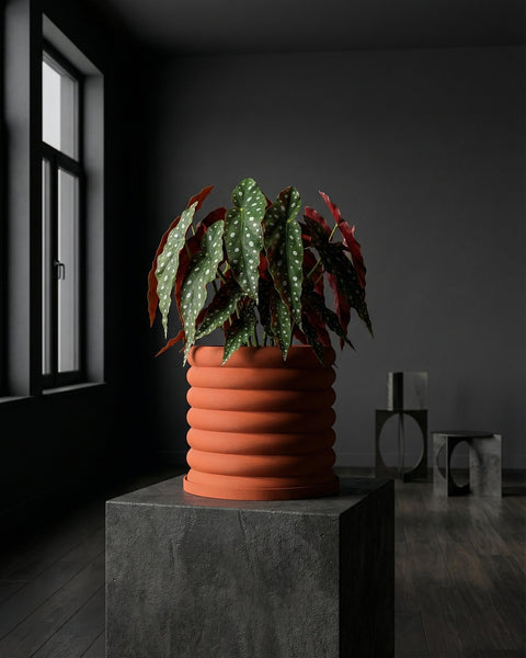 A begonia plant in an orange ribbed planter pot sits atop a gray concrete cube in a dimly lit room.