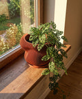 A vibrant green palm plant sits in a modern, orange-toned, vertically-striped planter pot on a wooden floor against a matching orange wall.