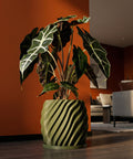 A potted Alocasia plant sits in a green, spiraled planter pot on a wooden floor against an orange wall. The pot is the main focus of the image.