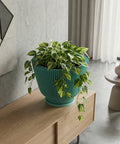 A vibrant green planter pot sits atop a wooden cabinet, overflowing with lush, trailing greenery. The pot's ridged texture contrasts with the smooth surface of the cabinet, creating a visually appealing focal point in the room.