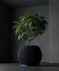 A black planter pot with vertical lines holds a small tree with green leaves in a dimly lit room.