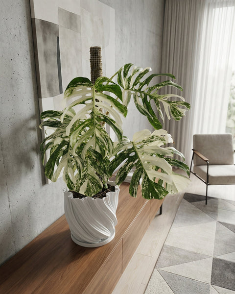 A string of pearls plant spills from a white, textured planter pot on a wooden console table in a room with dark green walls.
