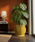 A monstera plant in a yellow, ribbed planter pot sits on a dark wood floor next to a window. A lamp and books are on a cabinet in the background.