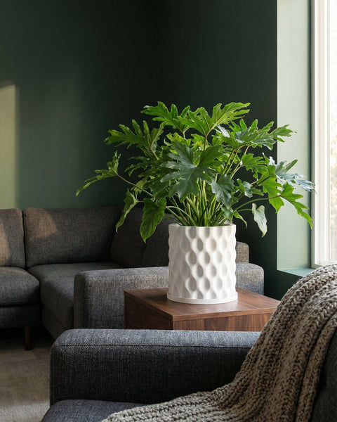 A lush green plant sits in a white planter pot with a geometric design, placed on a wooden side table in a modern living room.