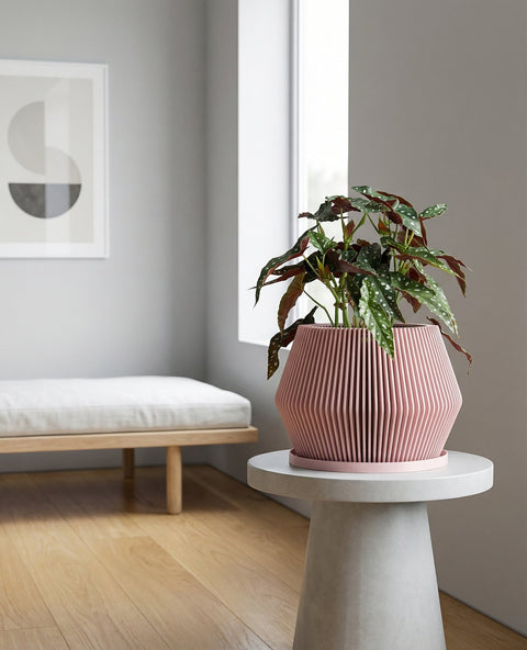 A tall rubber plant in a pink, vertically ridged planter pot sits on a wooden floor next to a window. A small marble table with a lamp is visible in the background.