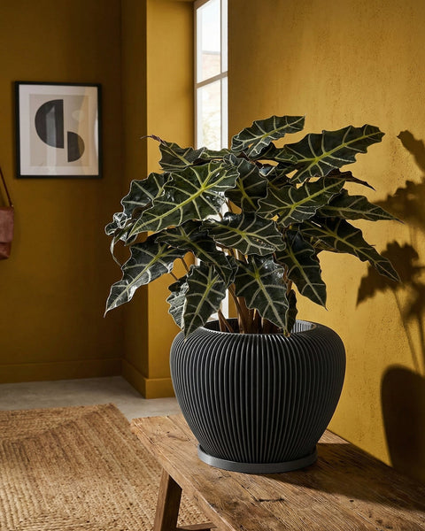 A black planter pot with vertical ridges sits on a wooden bench, holding a lush green plant with patterned leaves. The pot is the focus.