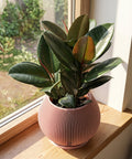 A tall rubber plant in a pink, vertically ridged planter pot sits on a wooden floor next to a window. A small marble table with a lamp is visible in the background.