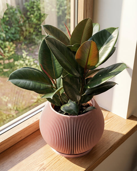 A tall rubber plant in a pink, vertically ridged planter pot sits on a wooden floor next to a window. A small marble table with a lamp is visible in the background.
