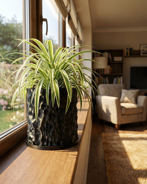 A spider plant sits in a black planter pot on a windowsill, with a living room visible in the background.