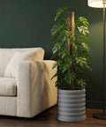 A gray planter pot with a ribbed design sits next to a cream-colored couch and a tall green plant.
