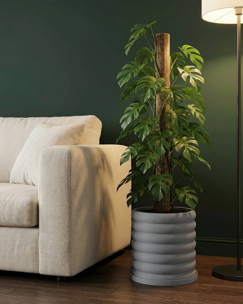 A gray planter pot with a ribbed design sits next to a cream-colored couch and a tall green plant.