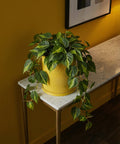 A Philodendron plant in a yellow, wavy-textured planter pot sits atop a marble-topped table with gold legs, against a yellow wall.