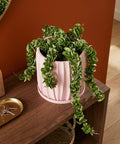 A pink planter pot with a rubber plant sits on a wooden cabinet in a green entryway with a round mirror on the wall.