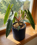 A Philodendron plant in a woven black planter pot sits on a wooden windowsill with a bright, sunny background.