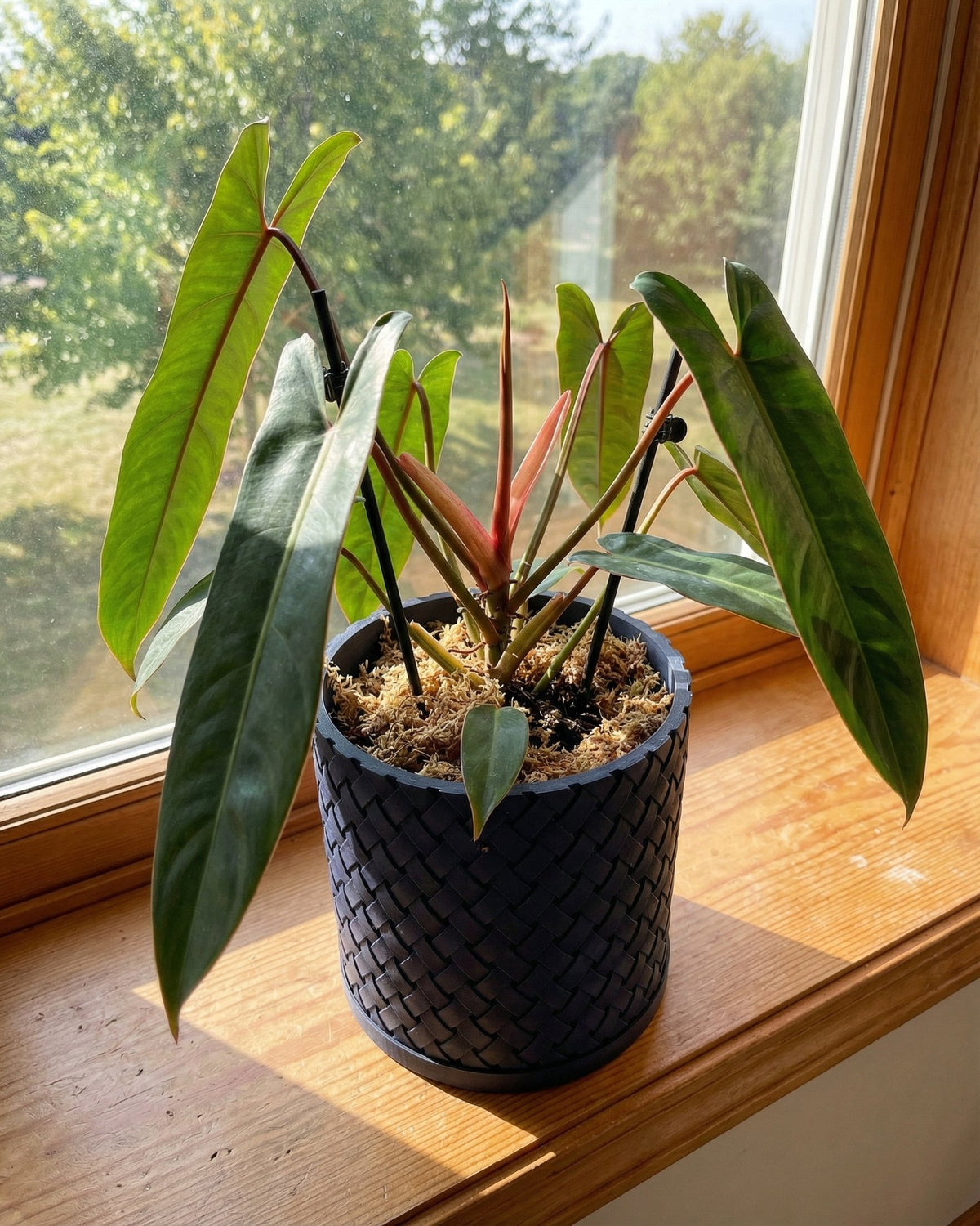 A Philodendron plant in a woven black planter pot sits on a wooden windowsill with a bright, sunny background.