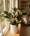 A rubber plant in a white, textured planter sits on a wooden windowsill, bathed in sunlight. A cozy armchair and bookshelf are visible in the background.