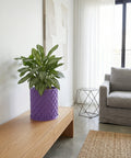 A purple planter with a plant on a wooden table next to a gray couch and a lamp.