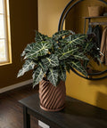 A potted alocasia plant sits on a dark wood table with a brown planter pot in a room with yellow walls.
