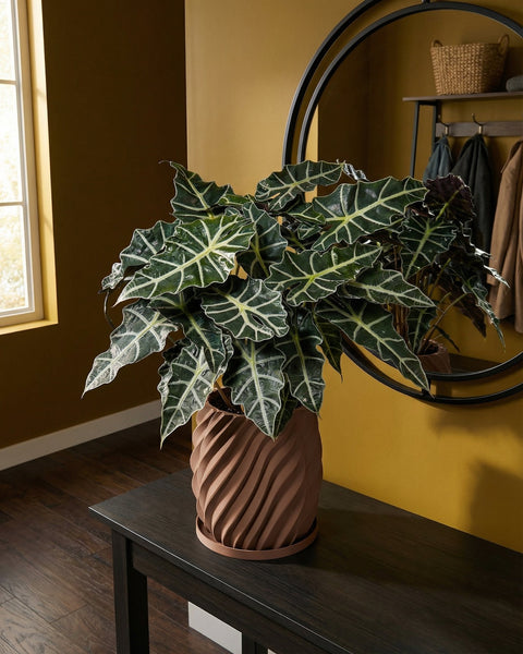 A potted alocasia plant sits on a dark wood table with a brown planter pot in a room with yellow walls.