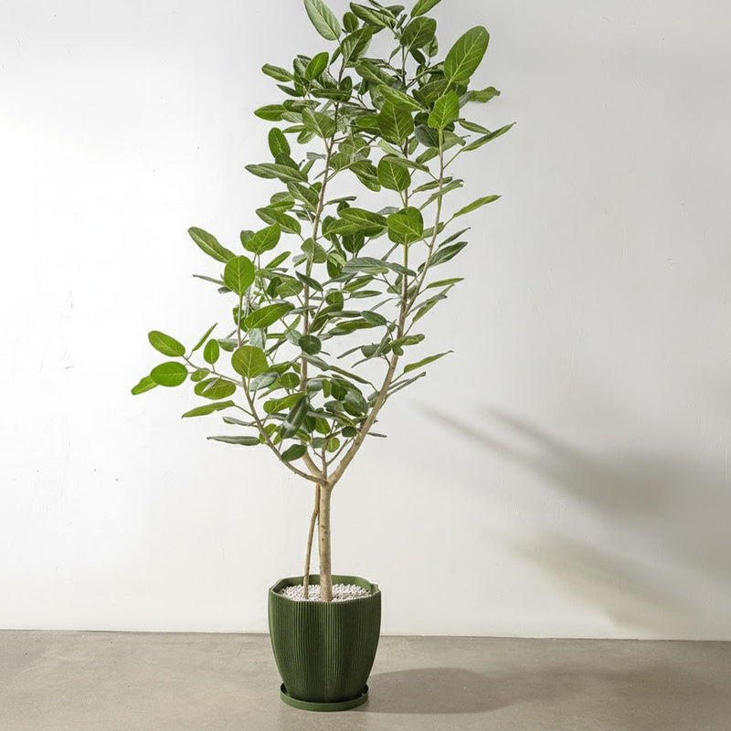 Avocado Green Coconut