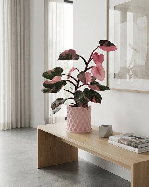 A pink planter pot with a plant on a wooden bench. The planter has a textured, geometric design.