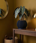 A dark blue planter pot with a ribbed design sits on a wooden table next to a plant with large, patterned leaves.