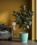 A rubber plant in a light blue planter pot sits in a living room with a gray couch and a yellow wall.