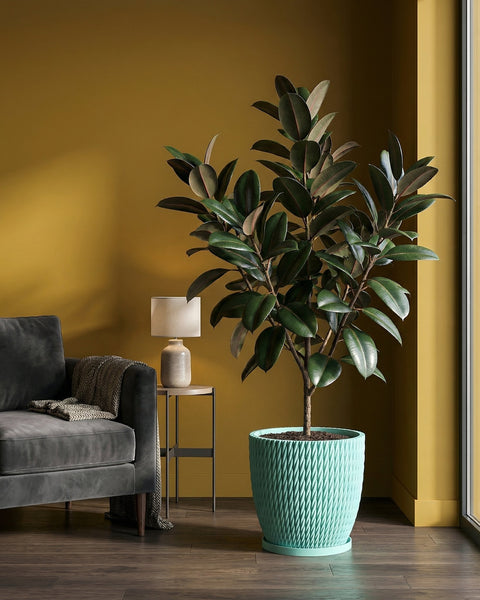 A rubber plant in a light blue planter pot sits in a living room with a gray couch and a yellow wall.