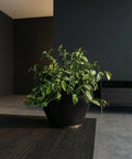 A green plant in a black striped planter pot sits on a dark wood table in a modern room.