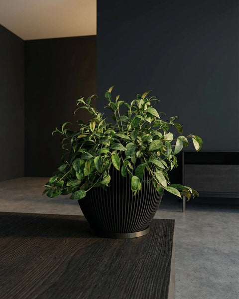 A green plant in a black striped planter pot sits on a dark wood table in a modern room.