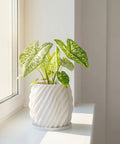 A white planter pot with a green plant inside sits on a windowsill. The pot has a unique, swirling design.