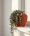 A string of hearts plant in a modern, ribbed terracotta planter pot sits on a white windowsill bathed in sunlight.