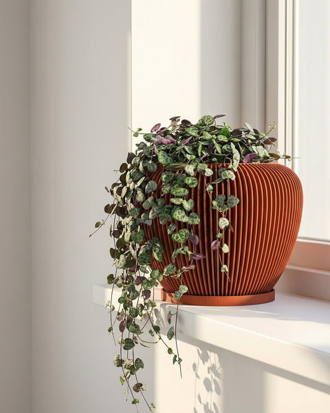 A string of hearts plant in a modern, ribbed terracotta planter pot sits on a white windowsill bathed in sunlight.