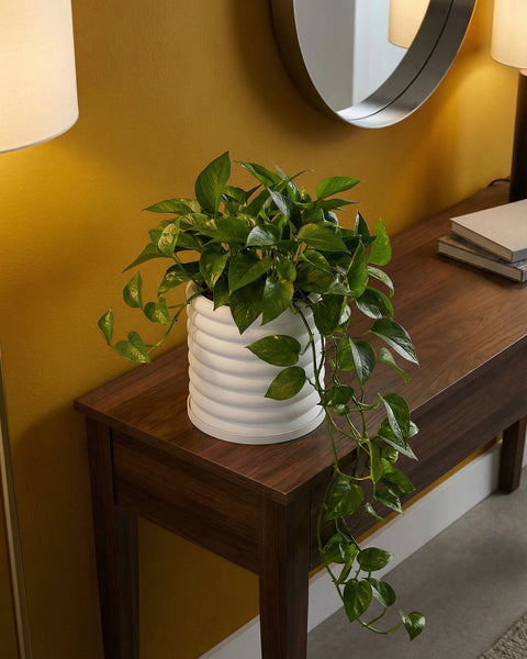 A vibrant green pothos plant spills from a white, ridged planter pot on a dark wood table, creating a fresh, natural accent.