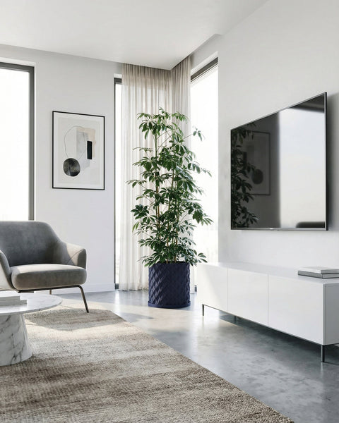 A Pilea peperomioides plant in a blue woven planter pot sits on a dark wood table against a red wall.