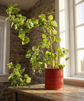 A vibrant green plant in a red, wavy-textured planter pot sits on a wooden table near a window, bathed in sunlight.
