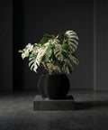 A Monstera plant with variegated leaves in a black, vertically ribbed planter pot on a gray pedestal.