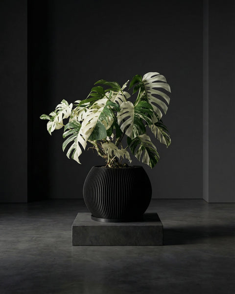 A Monstera plant with variegated leaves in a black, vertically ribbed planter pot on a gray pedestal.