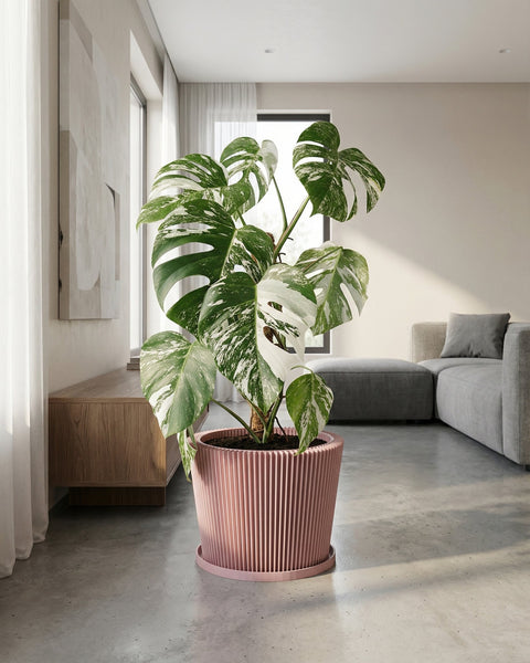 A pink planter pot with a plant on a wooden table, next to a round mirror and a lamp. The pot has a geometric pattern.