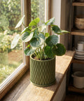 A green planter pot with a houseplant sitting on a windowsill.