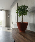 A money tree plant in a ribbed, terracotta-colored planter pot sits on a dark wood cabinet against a textured gray wall. In the background, a modern floor lamp stands near a window with sheer white curtains.