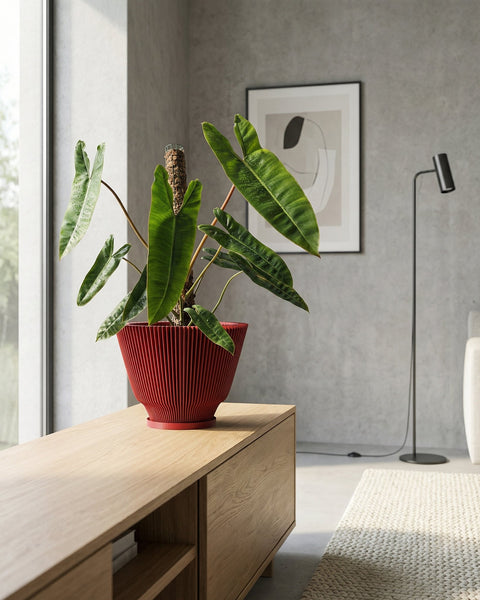 A red planter pot with a ribbed design sits on a light wood cabinet. A green plant with long, pointed leaves grows out of the pot. The background includes a window, a gray wall, a framed abstract print, and a floor lamp. A textured rug is partially visible in the foreground.