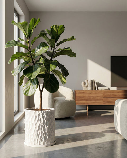 A fiddle-leaf fig tree in a white, textured planter pot sits near a window in a modern living room.