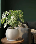 A Monstera plant in a white, vertically ribbed planter pot sits on a wooden table next to a gray couch.