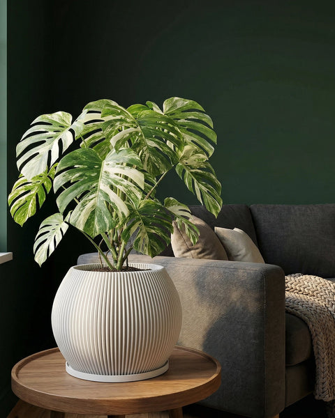 A Monstera plant in a white, vertically ribbed planter pot sits on a wooden table next to a gray couch.
