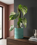 A Monstera plant in a light blue planter with a wavy design sits on a dark wood cabinet, showcasing the pot's unique texture.