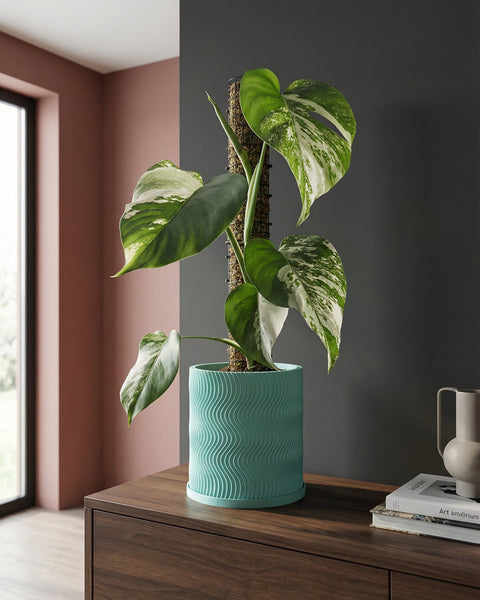 A Monstera plant in a light blue planter with a wavy design sits on a dark wood cabinet, showcasing the pot's unique texture.