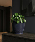 A Pilea peperomioides plant in a dark blue, wavy-textured planter pot sits on a dark wood cabinet against a dark wall.