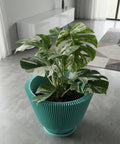A Monstera plant in a teal planter pot with a ridged design sits on a gray floor. The plant has large, variegated green and white leaves. In the background, there is a white cabinet, curtains, and a rug.
