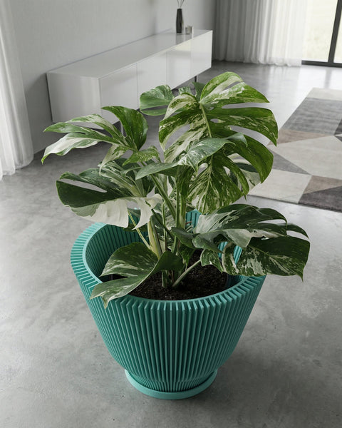 A Monstera plant in a teal planter pot with a ridged design sits on a gray floor. The plant has large, variegated green and white leaves. In the background, there is a white cabinet, curtains, and a rug.